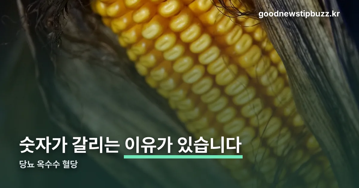 당뇨 옥수수 혈당 정리 썸네일