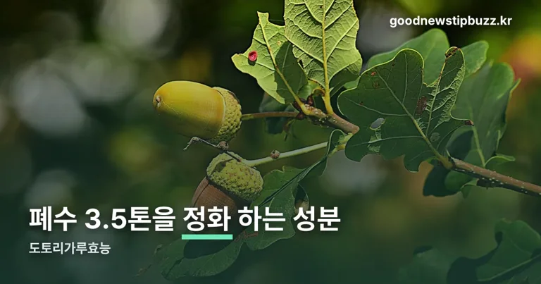 도토리가루효능 정리 썸네일