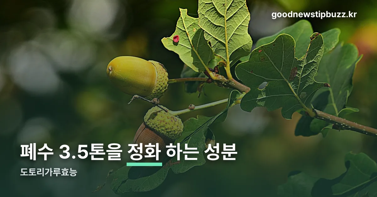 도토리가루효능 정리 썸네일