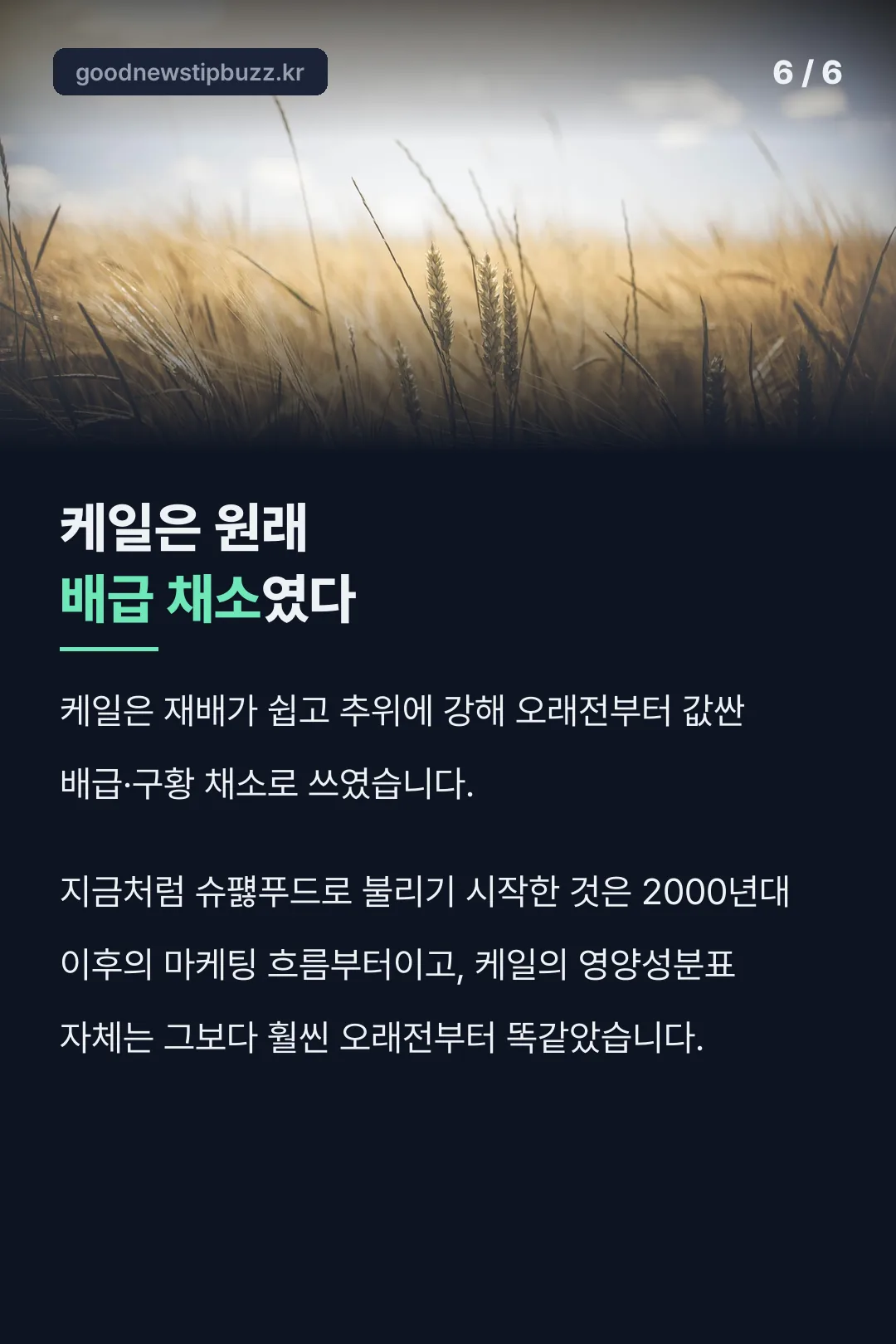 케일이 슈퍯푸드가 된 유래